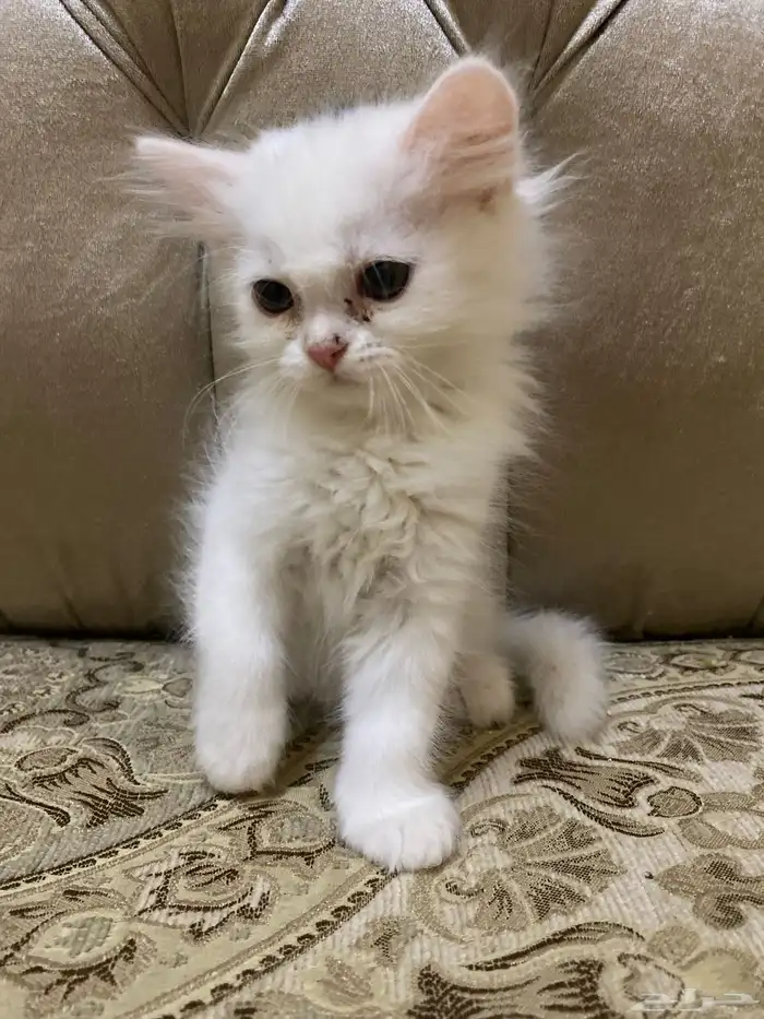 قطه تبنى 0