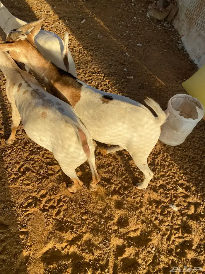 تيوس مرباه 2