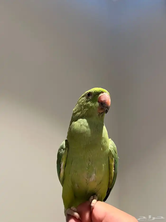 ذكر دره هنديه بدايه كلام 1