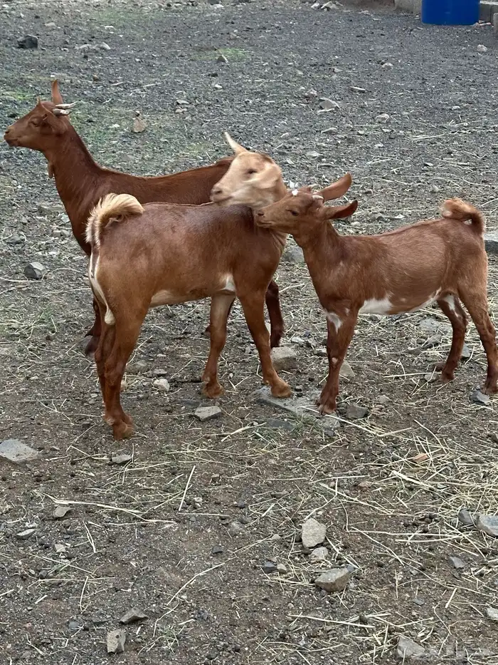 تيس وعناقين 2