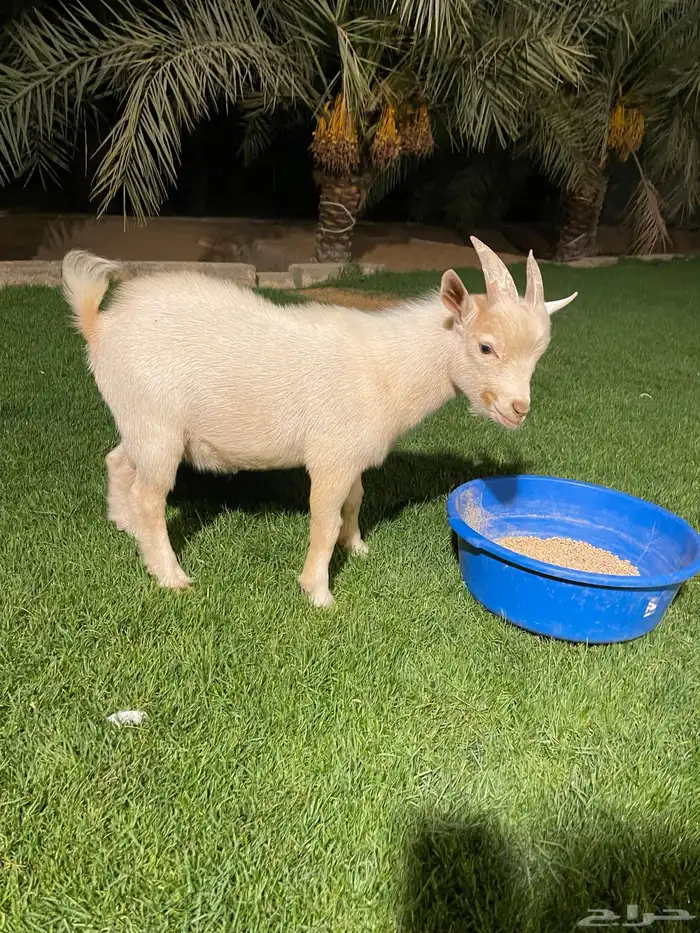 للبيع تيس قزمي أصل عدد 2 1