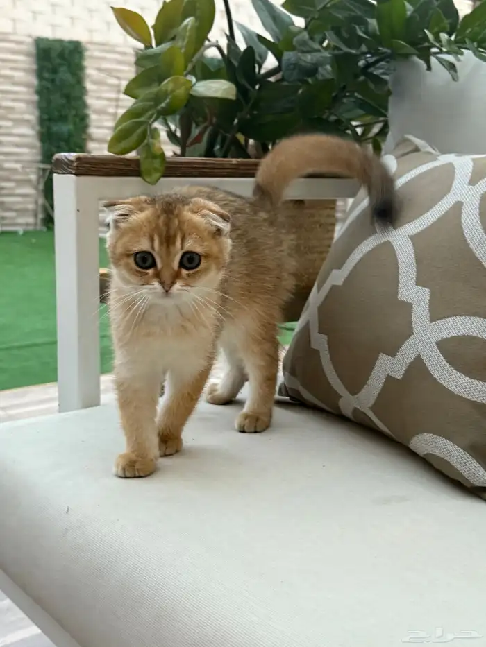 قطط 2