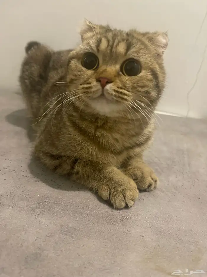 قطط 3