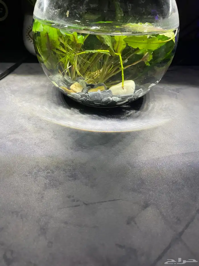 حوض شريمب صغير 4