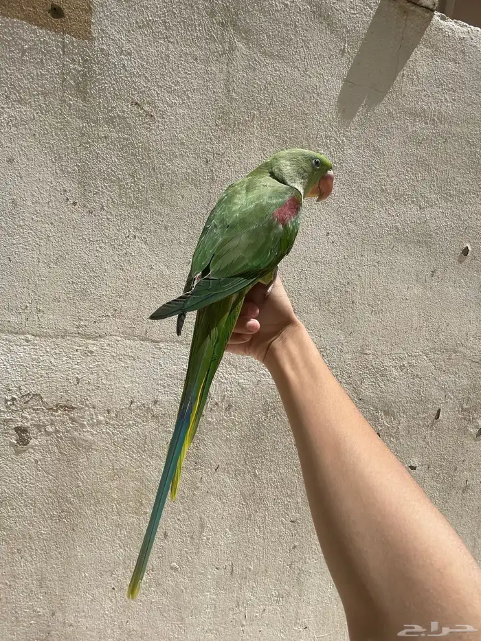 ببغاء درة نيبالي اليف 2