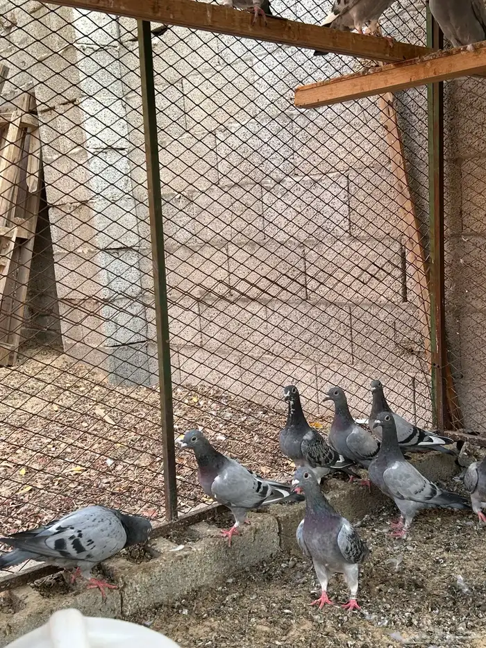 طبات زاجل سباق 1