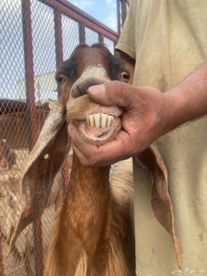 عنزين عليها عنقان 1