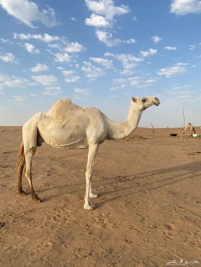 للبيع خفوت وضحا منتج 4100 2