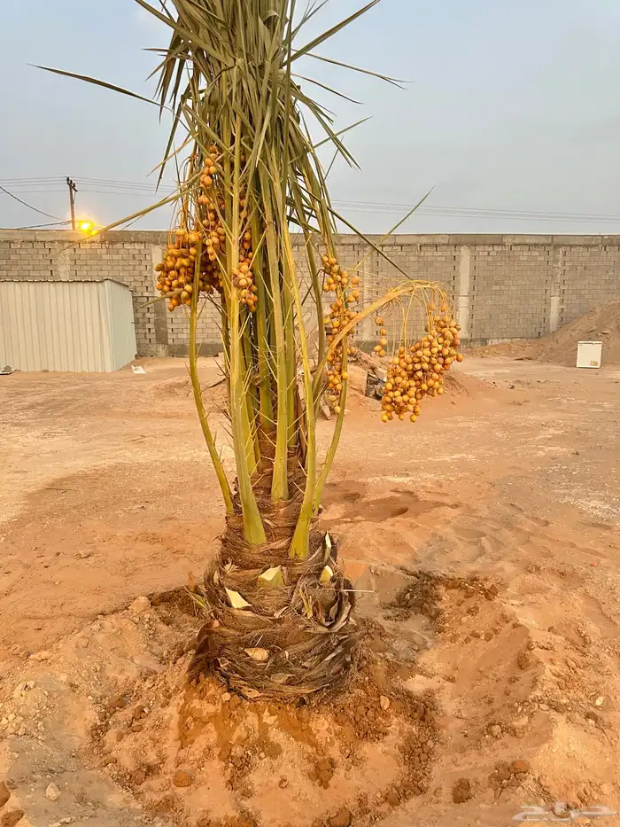 نخل مثمر للبيع والاحجام حسب طلب الزبون 0