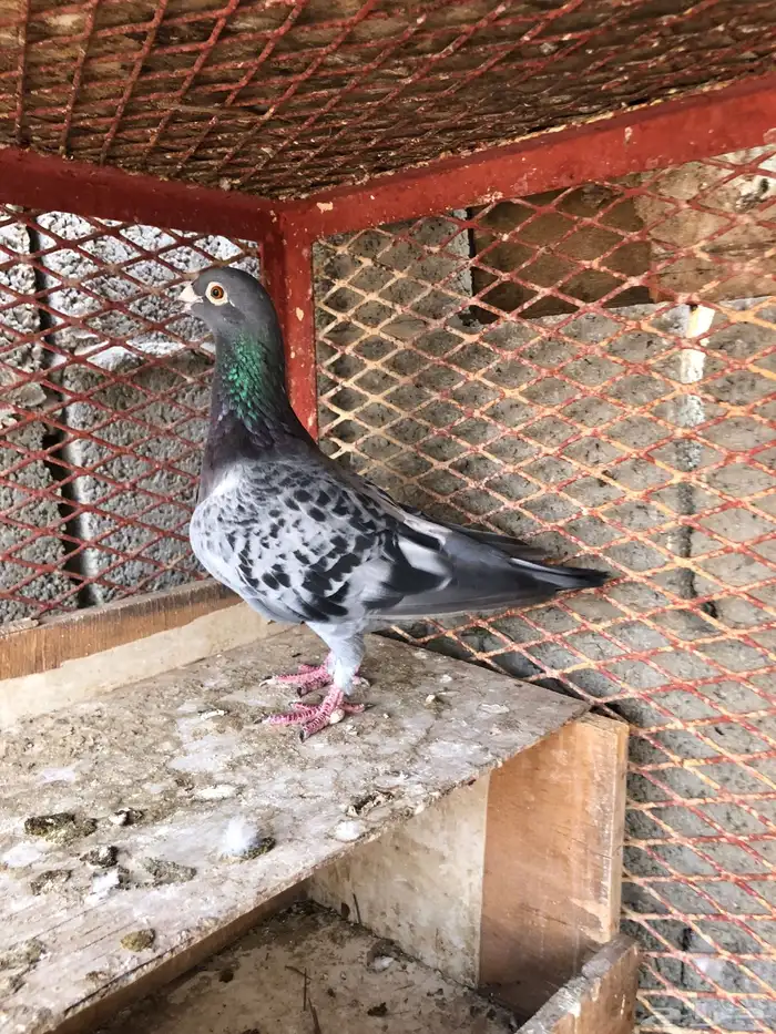 زاجل سباق 0
