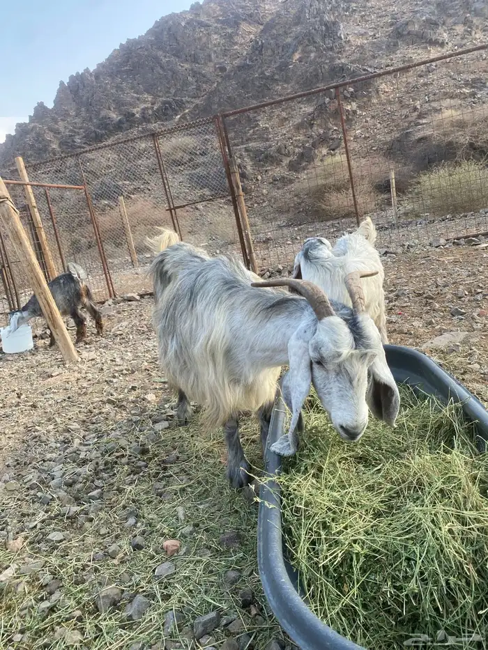 عنز للبيع 1