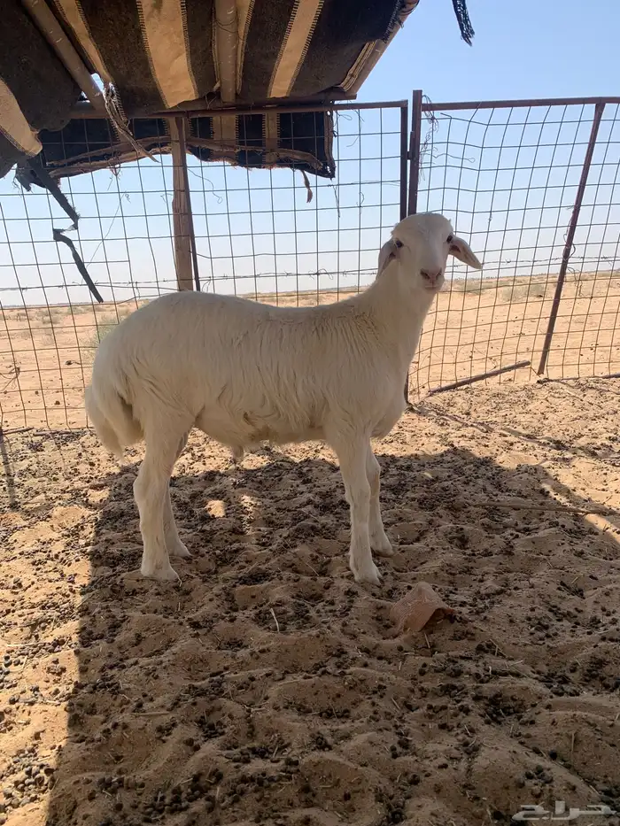 خروف حري مقفل شحم 2