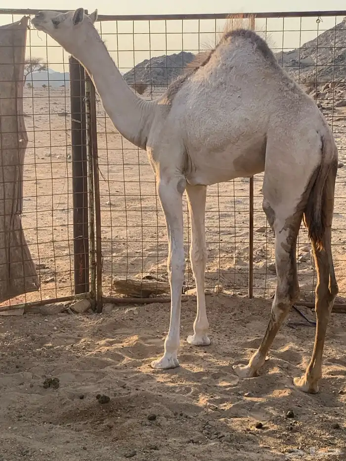 للبيع بكره شكل فل وسلاله طيبه 0