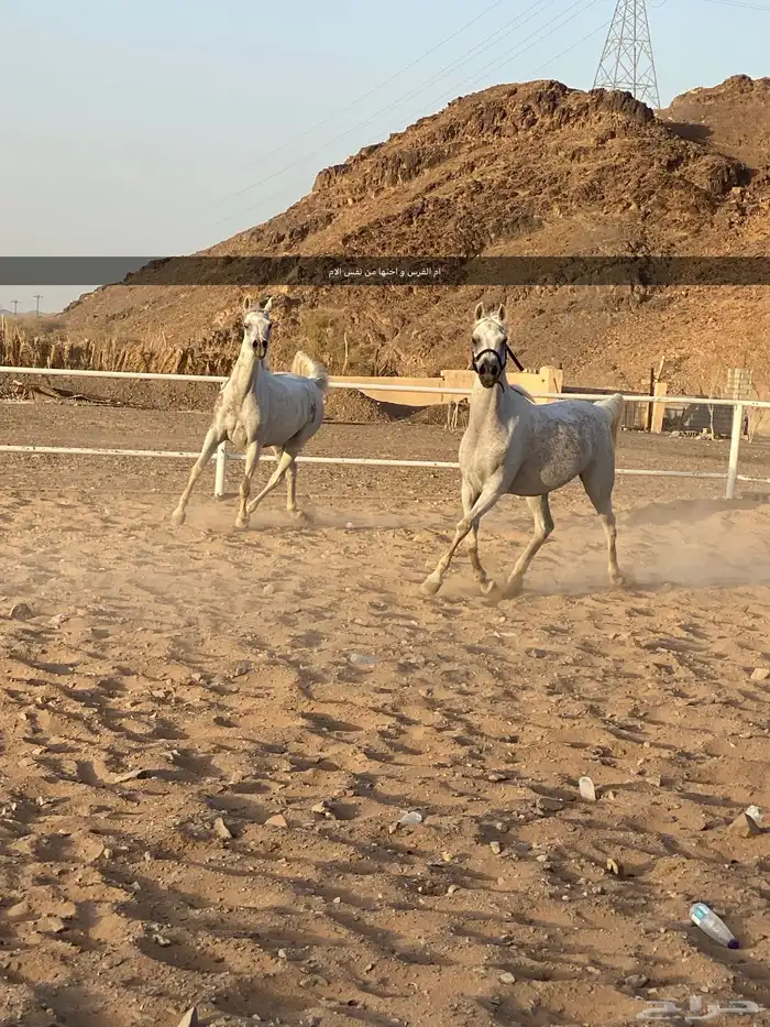 فرس حفيدة فرزاتشي 7