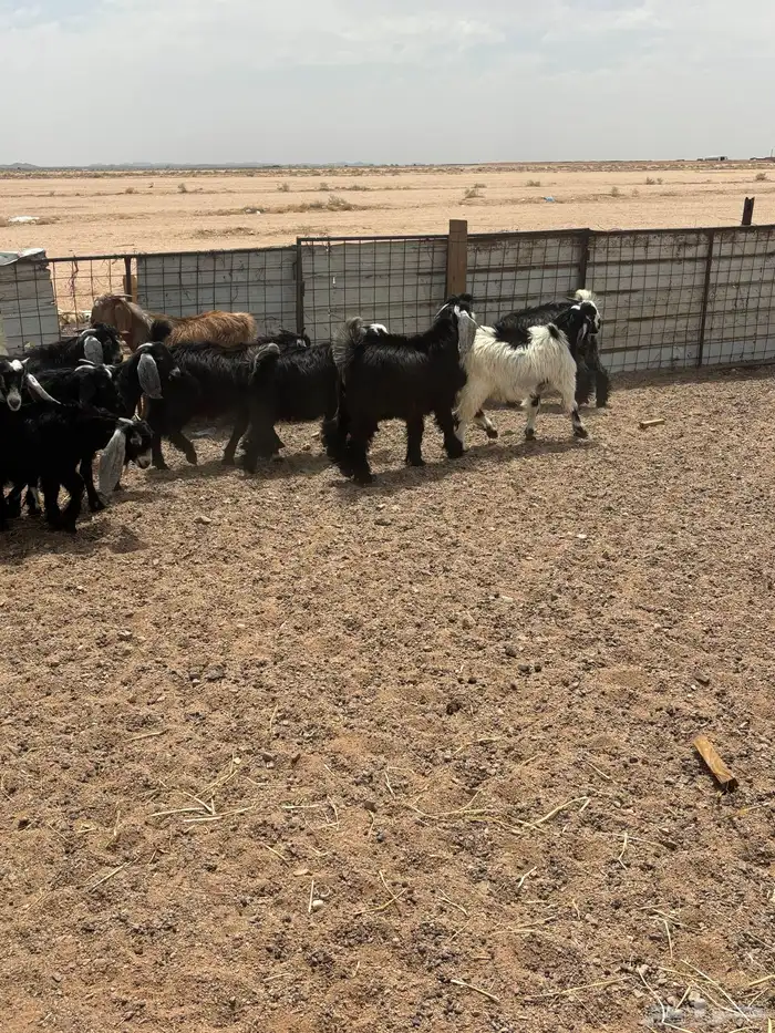 البيع تيوس 1