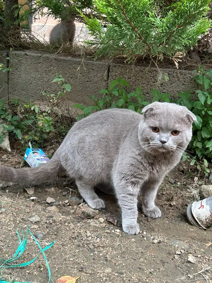 للبيع قطط سكوتش فولد بيور 0