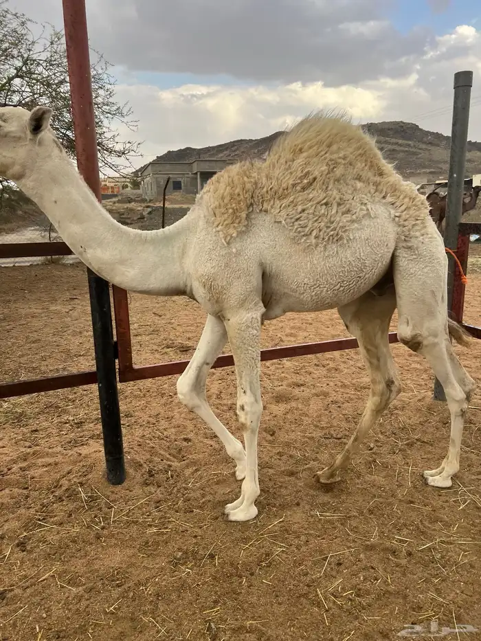 تم البيع 2