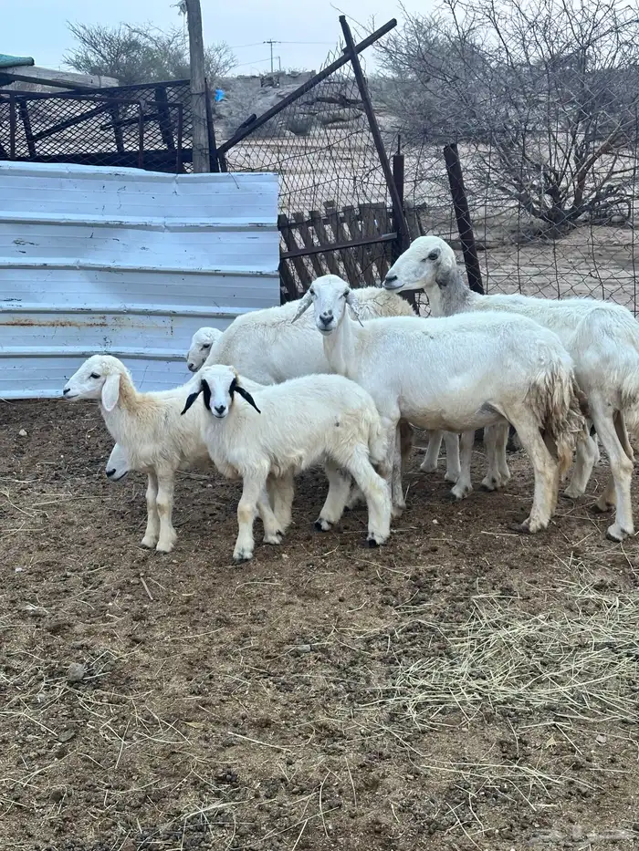 ضان خلفات متاومات 0