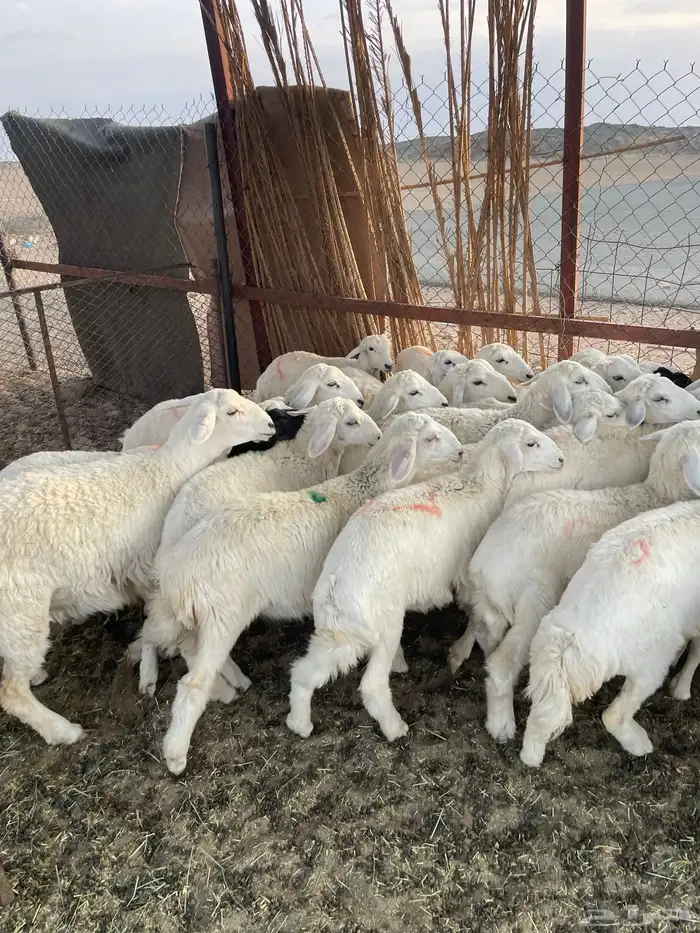 رخال صنف للبيع 3