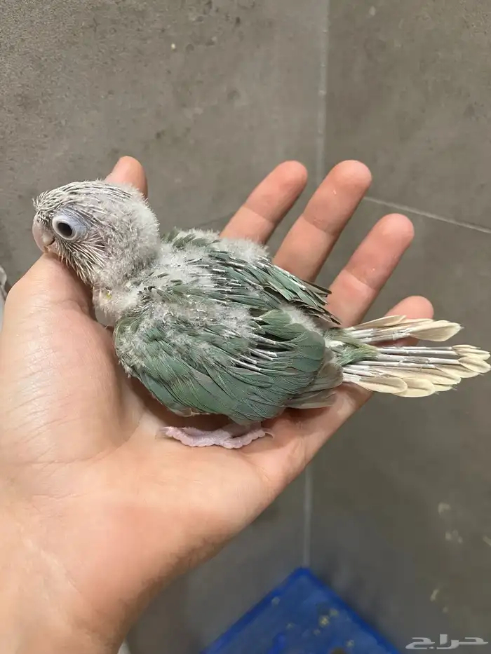 فروخ سينامون تركواز كنيور غر 4