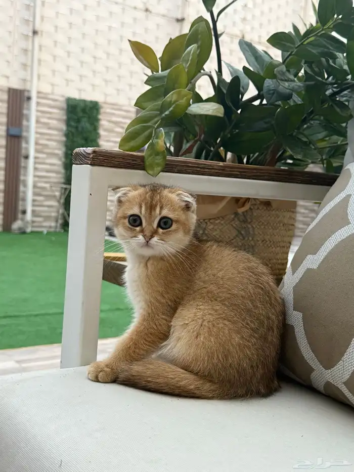 قطط 1