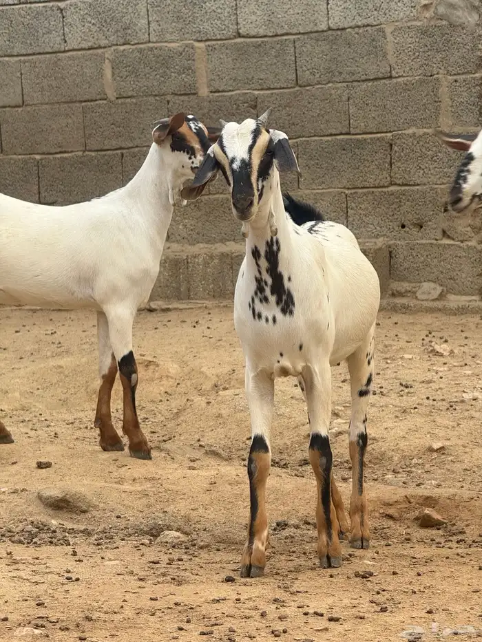 جفار بيشيات صنف اللبيع 1