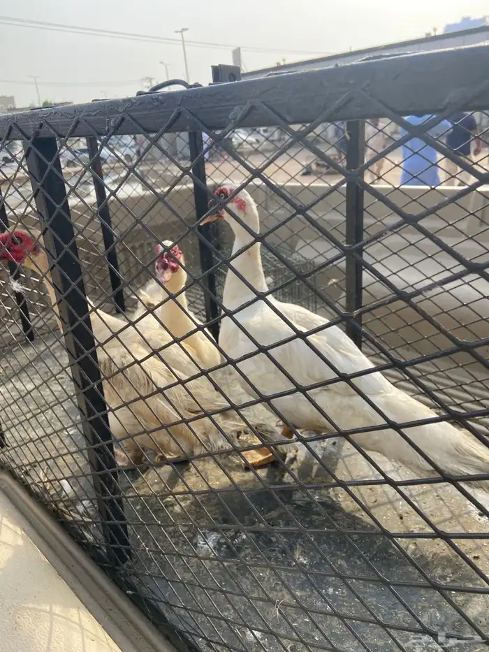 القنفدة القوز 0