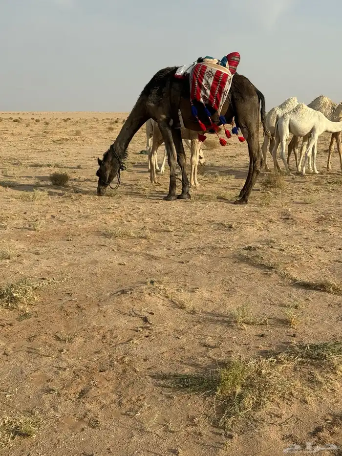 للبيع رحول ابل 2