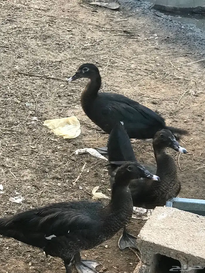 بط سوداني 1