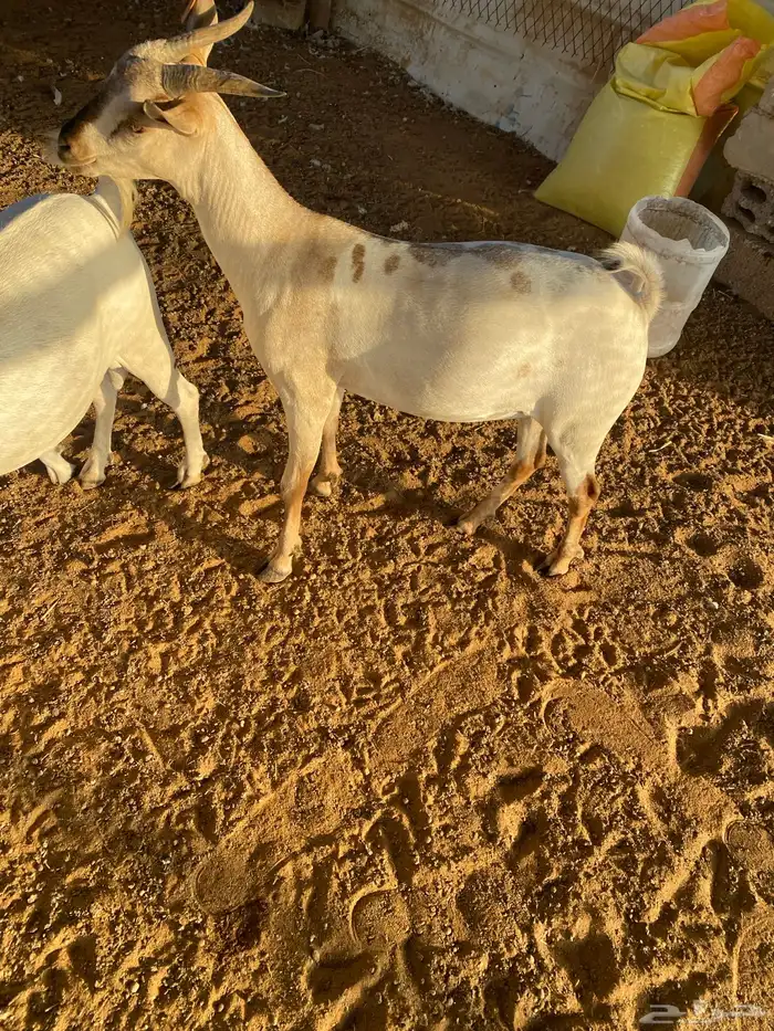 تيوس مرباه 6