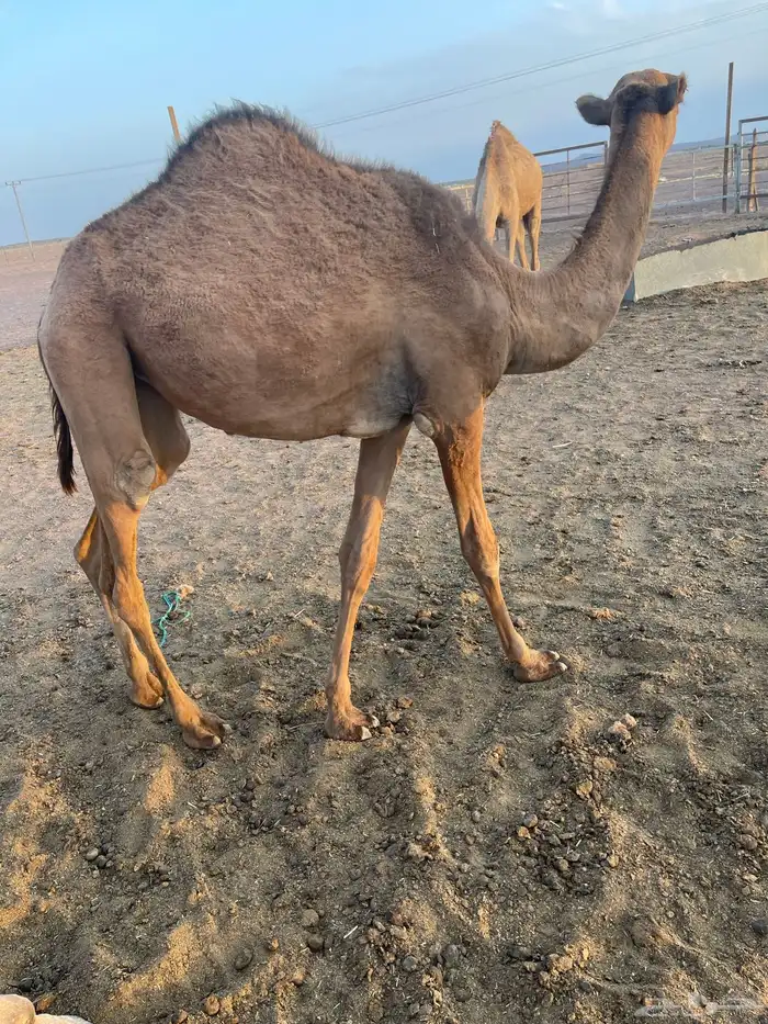 للبيع حشو 3
