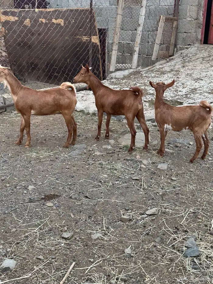 تيس وعناقين 3