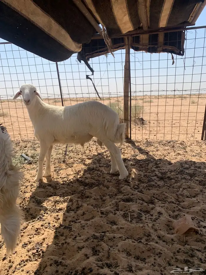 خروف حري مقفل شحم 1