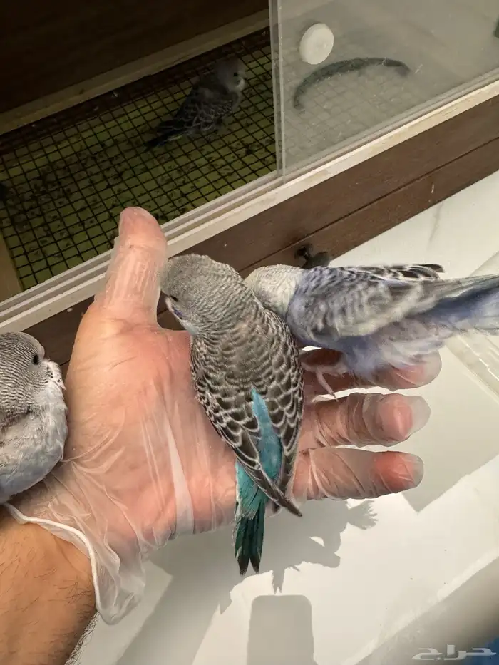 فروخ طيور الحب بادجي 3