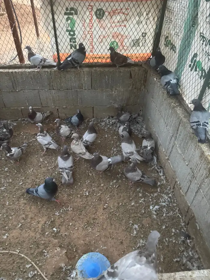 حمام مشكل 6