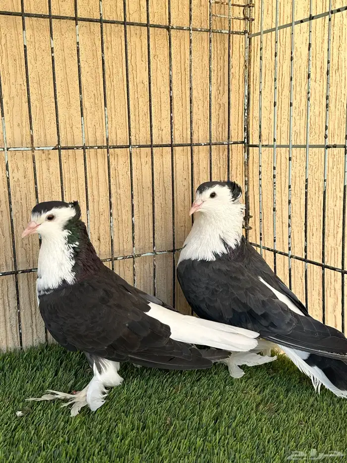 حمام شيرازي او لاهوري جوز منتج ماشاءالله. للبيع 1