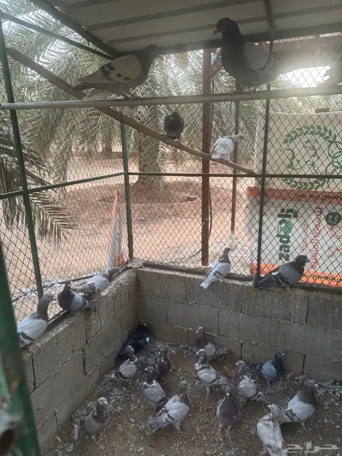 حمام مشكل 5