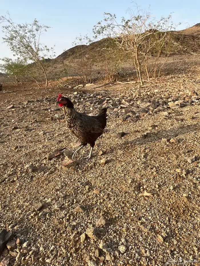 اربع  دجاجات وديك 0