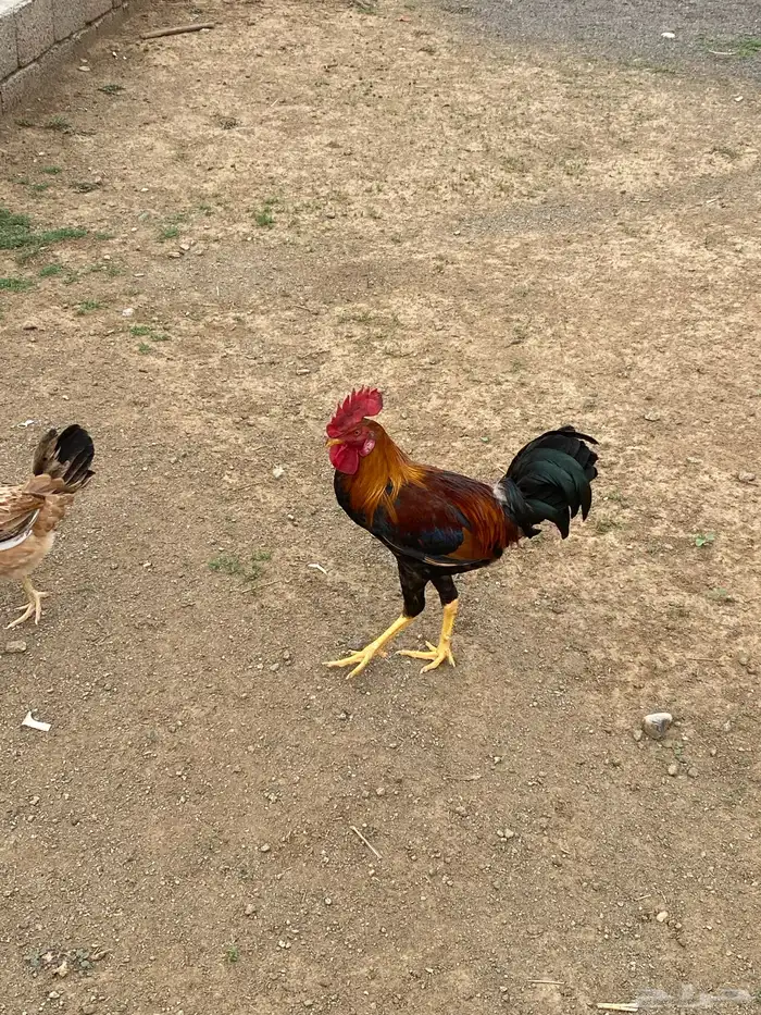 ديك بلدي 2
