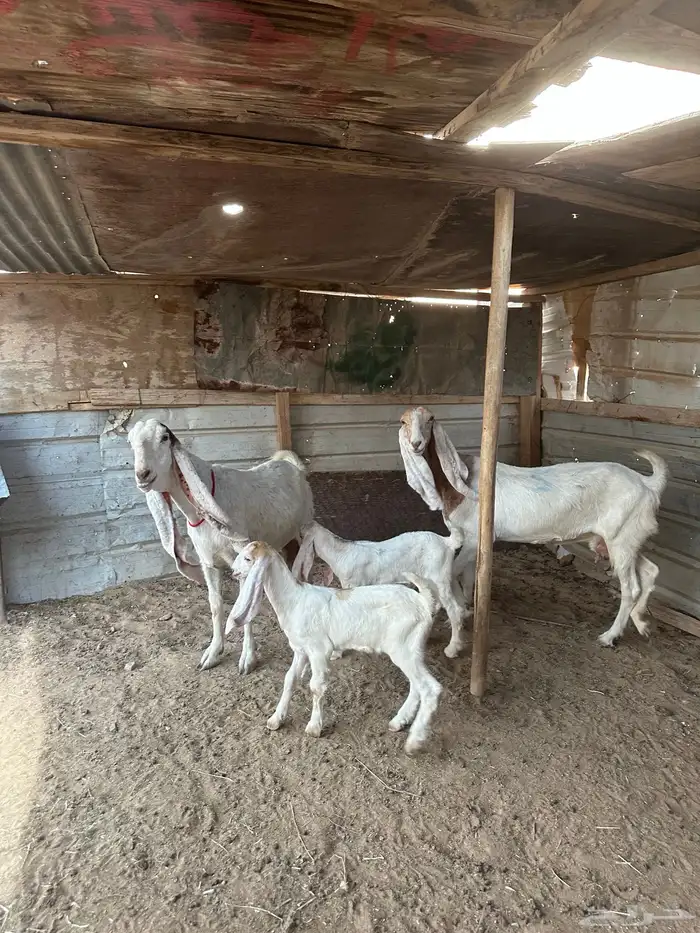 معزا مطورات 1