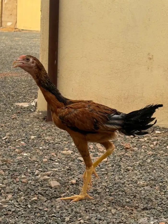 دجاج باكستاني 9