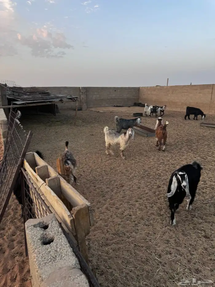 تيوس مخصاه و جفار 6