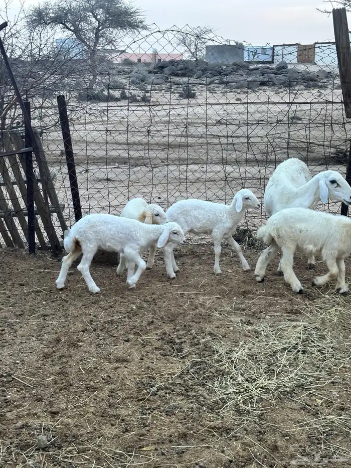 ضان خلفات متاومات 9