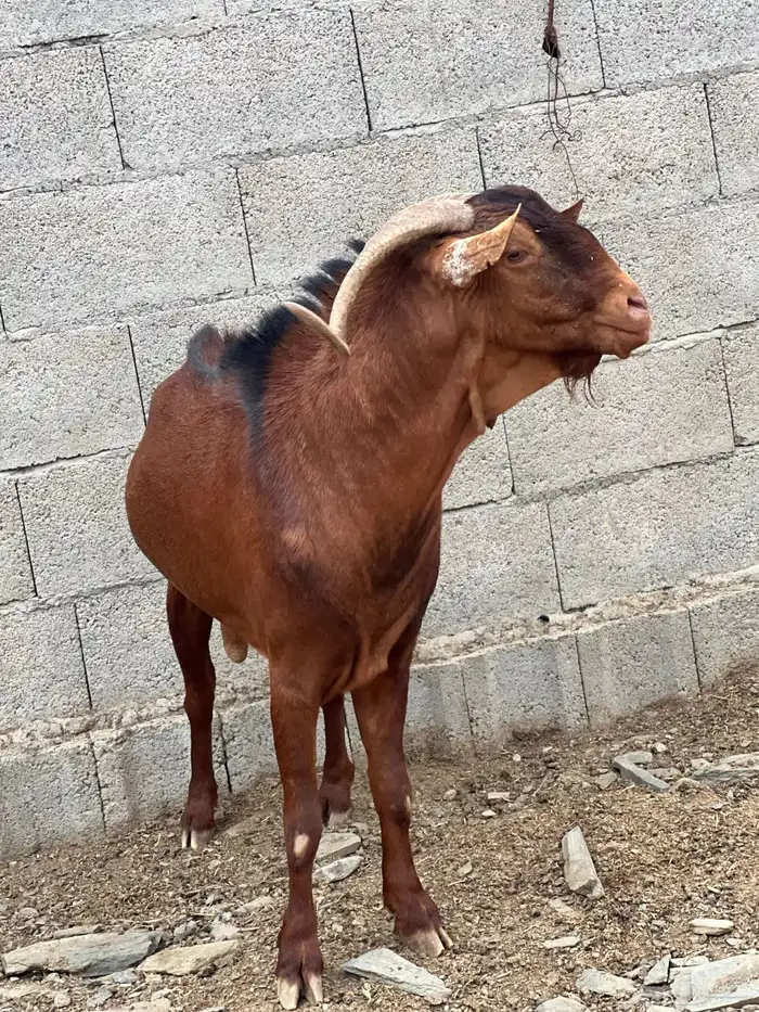 فحل أدهم فاخر 2
