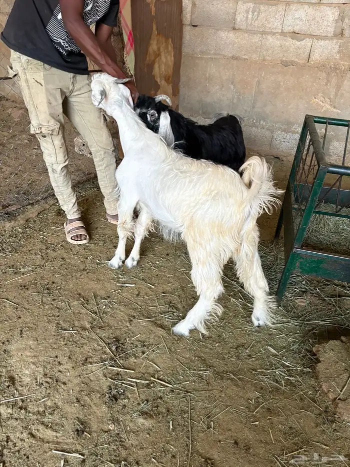 للبيع تيوس شرط سمان انتاج الحلال الموقع صلبوخ 1