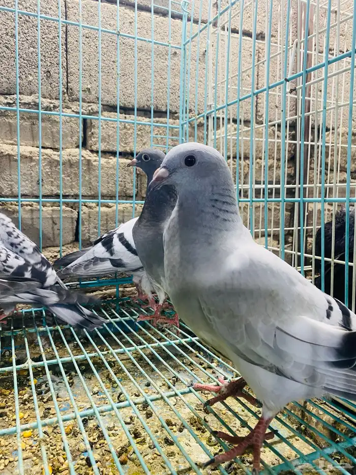 للبيع مجموعة طبات زواجل 9