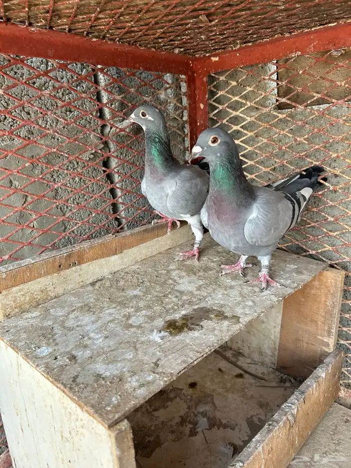 زاجل سباق 3