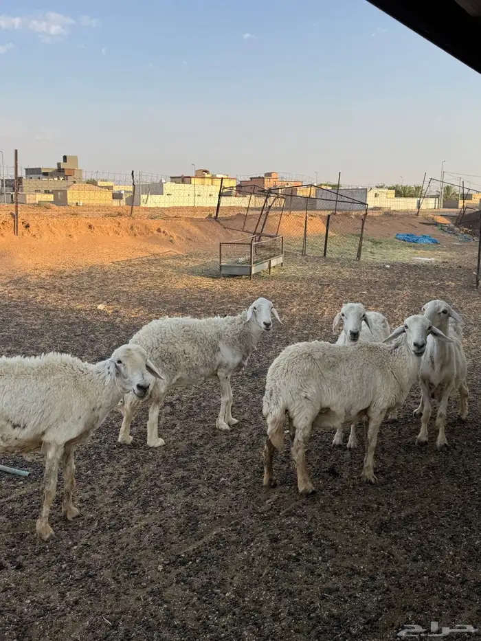 للبيع حريات 3