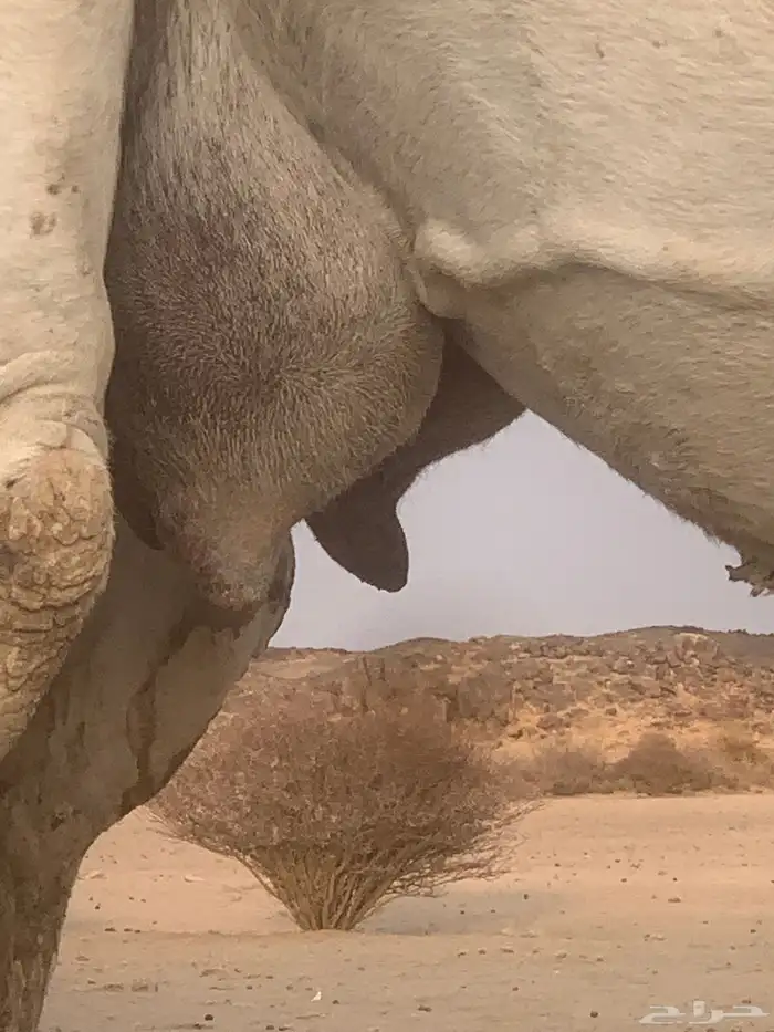خلفه وضحا تحتها قعود على بعير منتج وهديه وشرط 2