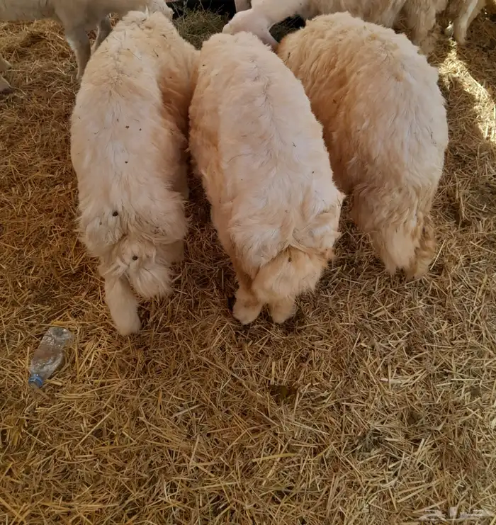 ذبايح و رخال حريات شي فاخر وسعر زين 5
